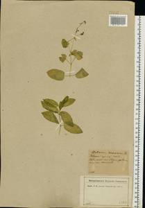 Stellaria nemorum L., Eastern Europe, North-Western region (E2) (Russia)