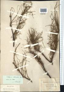 Calligonum rubicundum Bunge, Middle Asia, Muyunkumy, Balkhash & Betpak-Dala (M9) (Kazakhstan)