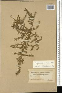 Polycnemum majus A. Braun, Caucasus, Azerbaijan (K6) (Azerbaijan)