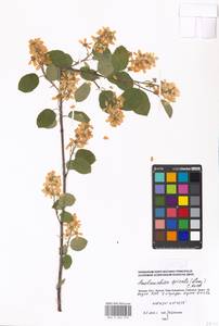 Amelanchier humilis Wiegand, Eastern Europe, Moscow region (E4a) (Russia)
