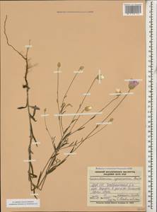 Xeranthemum squarrosum Boiss., Caucasus, Azerbaijan (K6) (Azerbaijan)