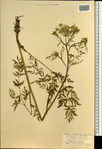 Cnidium dauricum (Jacq.) Turcz. ex Fisch. & C. A. Mey., Mongolia (MONG) (Mongolia)