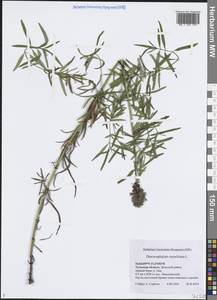 Dracocephalum ruyschiana L., Eastern Europe, Central region (E4) (Russia)