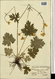 Ranunculus constantinopolitanus, Crimea (KRYM) (Russia)