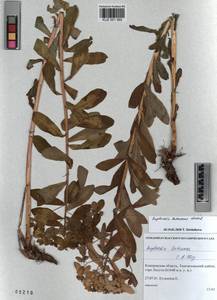 KUZ 001 560, Euphorbia pilosa L., Siberia, Altai & Sayany Mountains (S2) (Russia)
