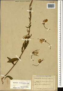 Oenothera glazioviana Micheli, Caucasus, Abkhazia (K4a) (Abkhazia)