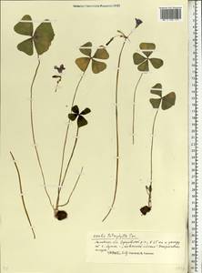 Oxalis tetraphylla Cav., Eastern Europe, Moscow region (E4a) (Russia)