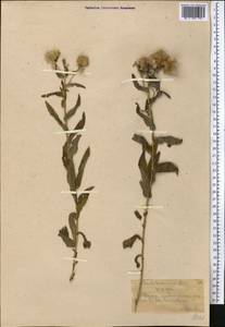 Pentanema britannicum (L.) D.Gut.Larr., Santos-Vicente, Anderb., E.Rico & M.M.Mart.Ort., Middle Asia, Western Tian Shan & Karatau (M3) (Kazakhstan)