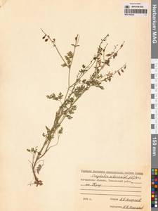 Corydalis sibirica (L.fil.) Pers., Siberia, Chukotka & Kamchatka (S7) (Russia)