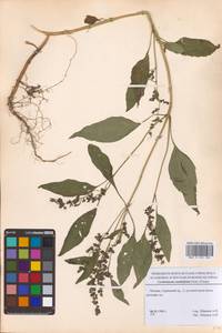 Cyclachaena xanthiifolia (Nutt.) Fresen., Eastern Europe, Moscow region (E4a) (Russia)