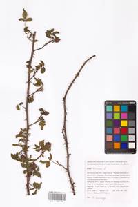 Rosa canina L., Eastern Europe, Central forest-and-steppe region (E6) (Russia)