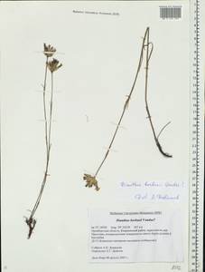 Dianthus borbasii, Eastern Europe, Eastern region (E10) (Russia)