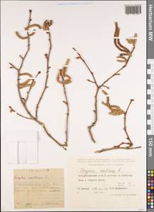 Corylus avellana L., Caucasus, Black Sea Shore (from Novorossiysk to Adler) (K3) (Russia)