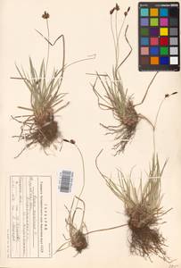 Carex montana L., Eastern Europe, Eastern region (E10) (Russia)