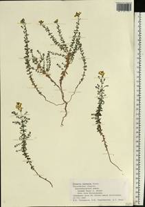 Linaria cretacea Fisch. ex Spreng., Eastern Europe, Central forest-and-steppe region (E6) (Russia)