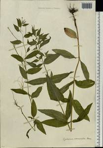 Epilobium ciliatum subsp. ciliatum, Eastern Europe, Moscow region (E4a) (Russia)