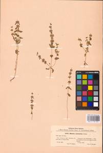 MHA 0 158 394, Mentha micrantha (Fisch. ex Benth.) Haw. ex Schult. & Schult.f., Eastern Europe, Middle Volga region (E8) (Russia)