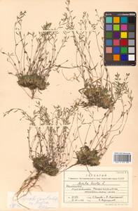 Draba chamissonis G. Don, Siberia, Chukotka & Kamchatka (S7) (Russia)