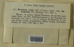 Dicranum viride (Sull. & Lesq.) Lindb., Bryophytes, Bryophytes - Western Europe (BEu) (Germany)