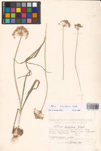 Allium tulipifolium Ledeb., Middle Asia, Caspian Ustyurt & Northern Aralia (M8) (Kazakhstan)
