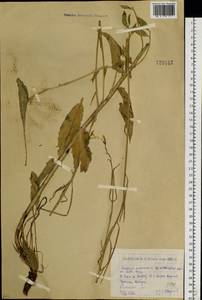 Hesperis sibirica L., Siberia, Western (Kazakhstan) Altai Mountains (S2a) (Kazakhstan)