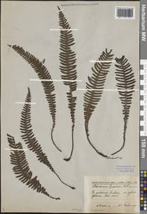 Struthiopteris spicant (L.) F.G.Weiss, Caucasus, Georgia (K4) (Georgia)