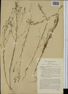 Linum corymbulosum Rchb., Western Europe (EUR) (Italy)