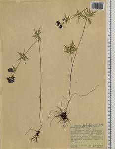 Aconitum pseudokusnezowii Vorosch., Siberia, Russian Far East (S6) (Russia)