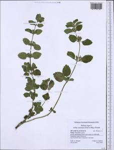 Ballota nigra subsp. ruderalis (Sw.) Briq., Western Europe (EUR) (Italy)