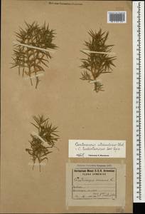 Ceratocarpus arenarius L., Caucasus, Armenia (K5) (Armenia)