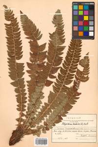 Polystichum lonchitis (L.) Roth, Siberia, Russian Far East (S6) (Russia)