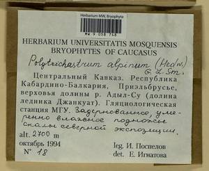 Polytrichastrum alpinum (Hedw.) G.L. Sm., Bryophytes, Bryophytes - North Caucasus & Ciscaucasia (B12) (Russia)