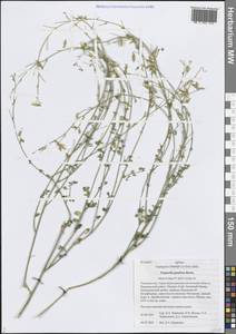 Trigonella pamirica Boriss., Middle Asia, Pamir & Pamiro-Alai (M2) (Tajikistan)