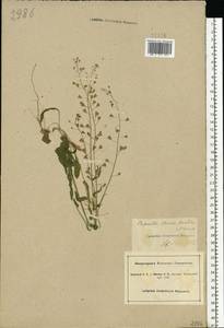 Capsella bursa-pastoris (L.) Medik., Eastern Europe, South Ukrainian region (E12) (Ukraine)