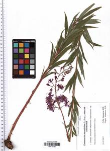 Chamaenerion angustifolium (L.) Scop., Eastern Europe, Middle Volga region (E8) (Russia)