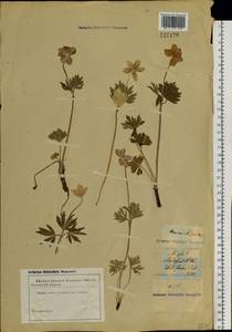 Anemone sylvestris L., Siberia, Altai & Sayany Mountains (S2) (Russia)