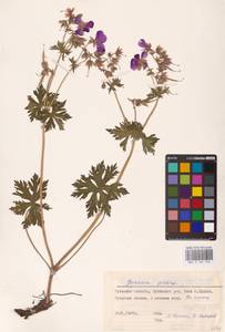 Geranium pratense L., Eastern Europe, Central region (E4) (Russia)