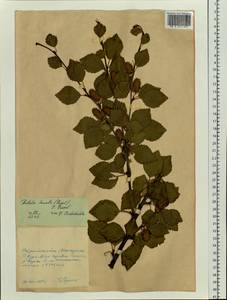 Betula ermanii var. lanata Regel, Siberia, Chukotka & Kamchatka (S7) (Russia)