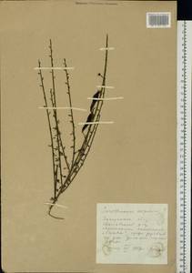 Cytisus scoparius (L.)Link, Eastern Europe, West Ukrainian region (E13) (Ukraine)
