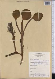 Eichhornia azurea (Sw.) Kunth, America (AMER) (Argentina)