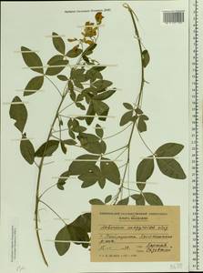 Laburnum anagyroides Medik., Eastern Europe, Moldova (E13a) (Moldova)