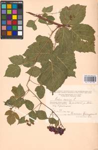 Rubus caesius L., Eastern Europe, Moscow region (E4a) (Russia)