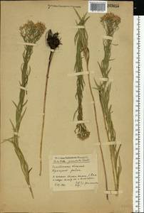 Galatella sedifolia subsp. sedifolia, Eastern Europe, Eastern region (E10) (Russia)