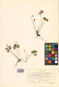 Coptis trifolia (L.) Salisb., Siberia, Russian Far East (S6) (Russia)