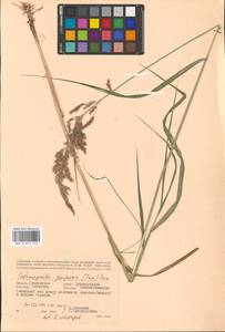 Calamagrostis purpurea (Trin.) Trin., Eastern Europe, Western region (E3) (Russia)