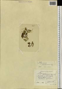 Thymus proximus Serg., Siberia, Altai & Sayany Mountains (S2) (Russia)