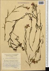 Dianthus caucaseus Sims, Caucasus, Armenia (K5) (Armenia)