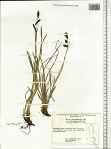 Carex podocarpa R.Br., Siberia, Chukotka & Kamchatka (S7) (Russia)