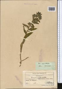 Nonea caspica (Willd.) G. Don, Middle Asia, Muyunkumy, Balkhash & Betpak-Dala (M9) (Kazakhstan)
