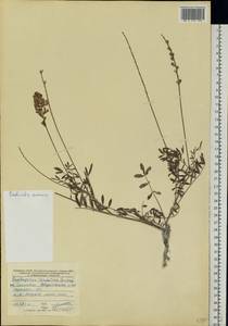 Onobrychis arenaria (Kit.) DC., Eastern Europe, North Ukrainian region (E11) (Ukraine)